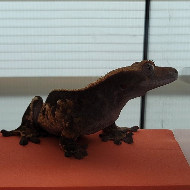 노멀 다크 핀스트라이프