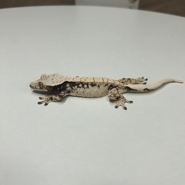 노멀 드리피 화이트스팟