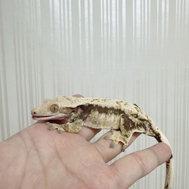 노멀 드리피 화이트스팟