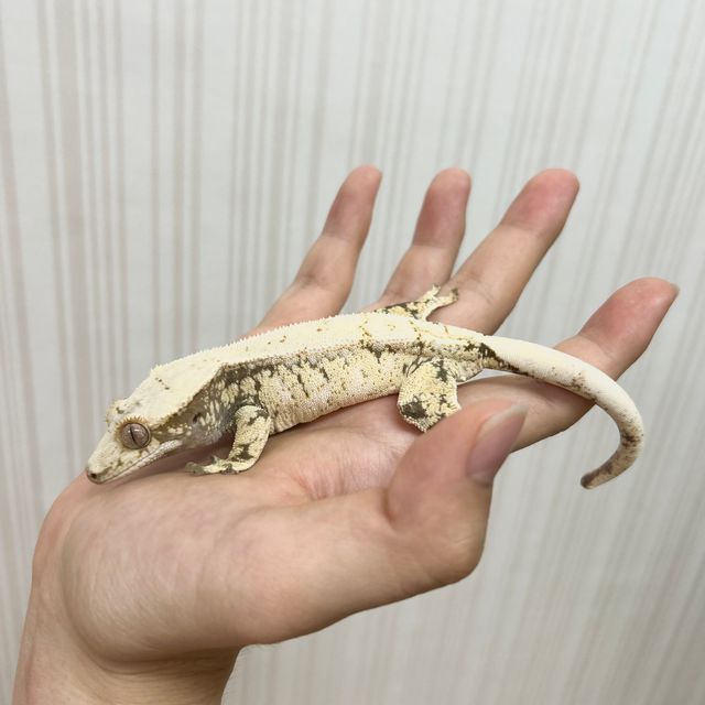 드리피 화이트스팟
