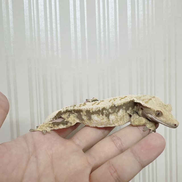 노멀 드리피 화이트스팟