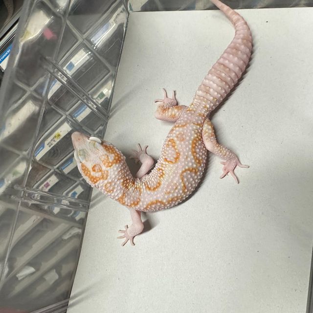 트램퍼알비노 W&Y