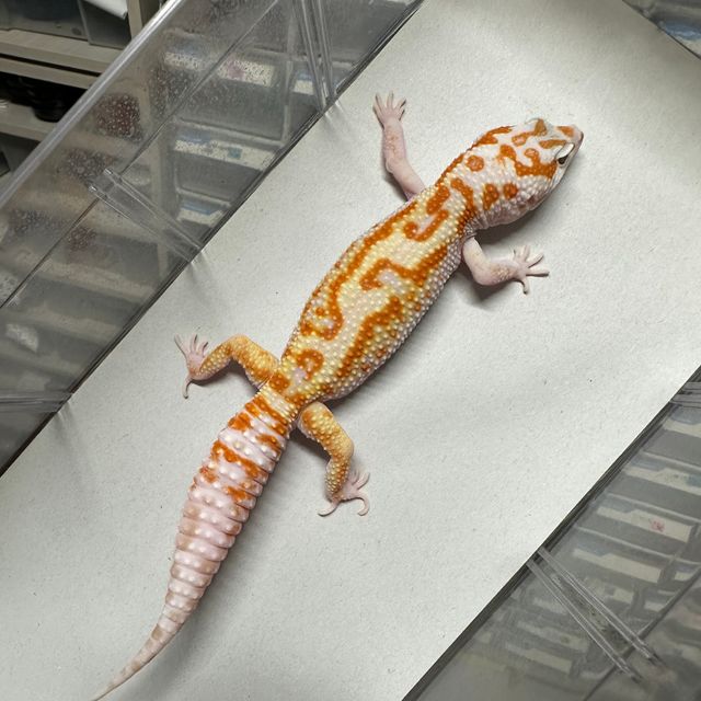 트램퍼알비노 W&Y