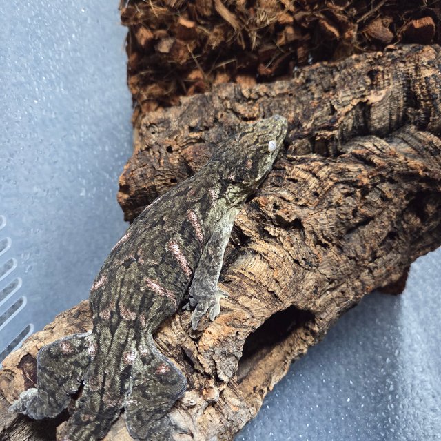 헷 멜라니스틱 하키토