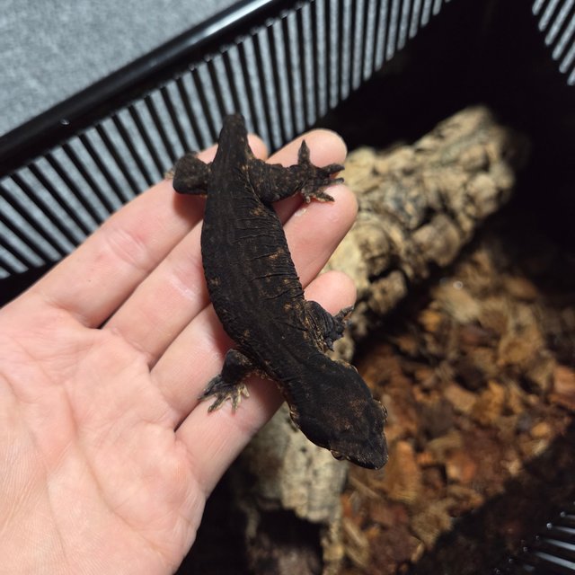 멜라니스틱 레드바