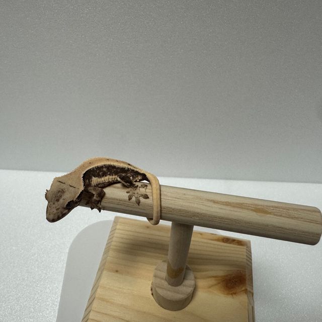 릴리화이트