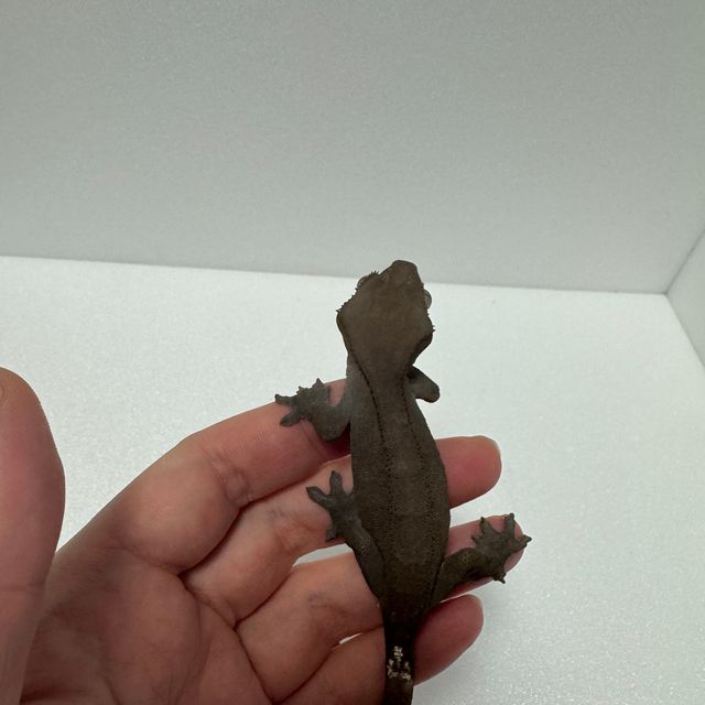 아잔틱