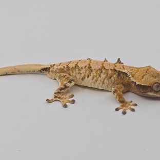 노멀 텐저린 화이트 화이트스팟 화이트포트홀