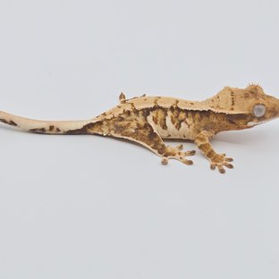 텐저린 노멀 화이트핀 화이트스팟 할리퀸