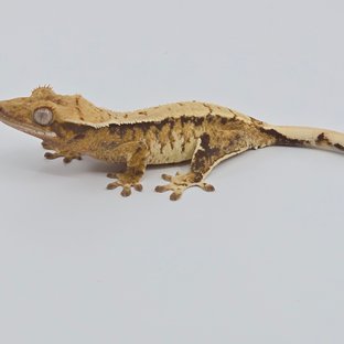 노멀 텐저린 화이트스팟 화이트포트홀 화이트핀