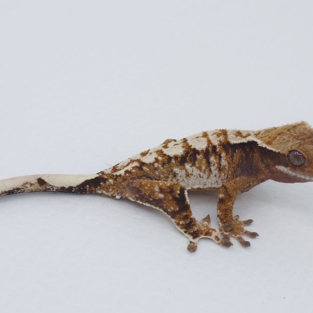 노멀 트라이 익스트림할리퀸 화이트