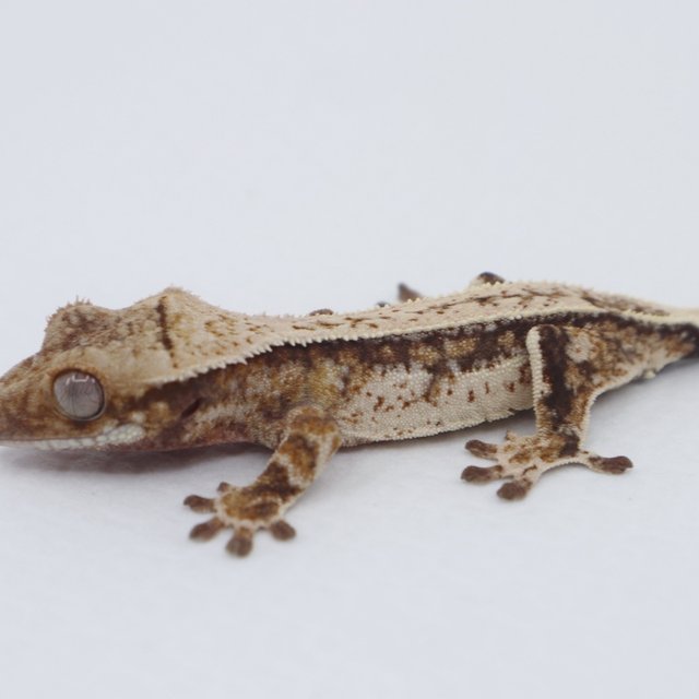 노멀 트라이 쿼드 화이트 드리피