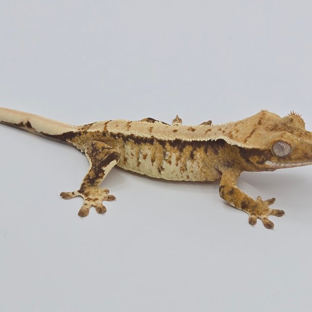 노멀 텐저린 화이트스팟 화이트포트홀 화이트핀