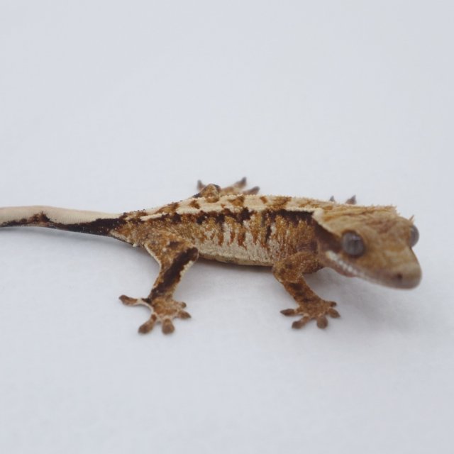 노멀 트라이 익스트림할리퀸 화이트스팟