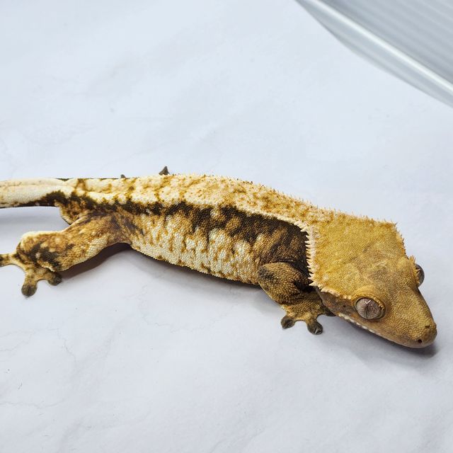 트라이 익스트림할리퀸 바브