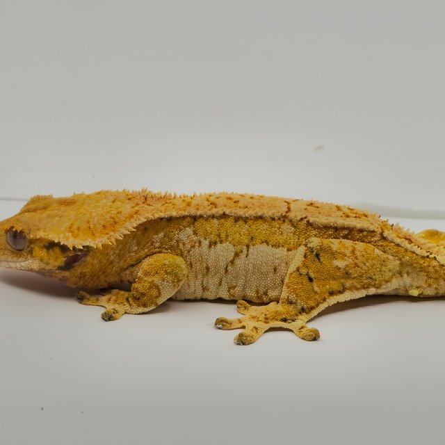 트라이 익스트림할리퀸 풀핀 쿼드 화이트포트홀 화이트