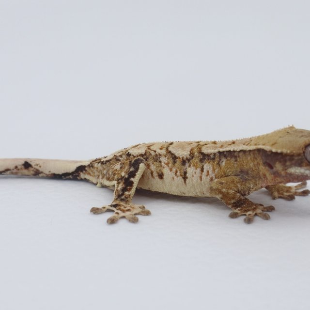 노멀 트라이 익스트림할리퀸 화이트핀 화이트