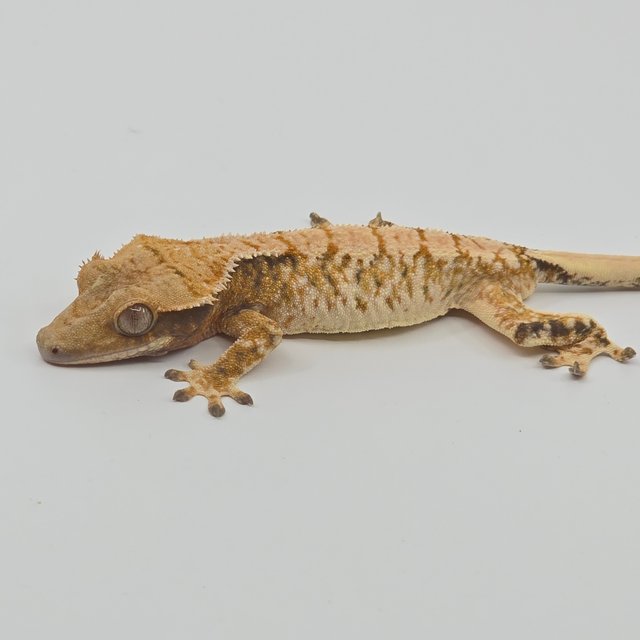 노멀 텐저린 화이트 화이트스팟 화이트포트홀