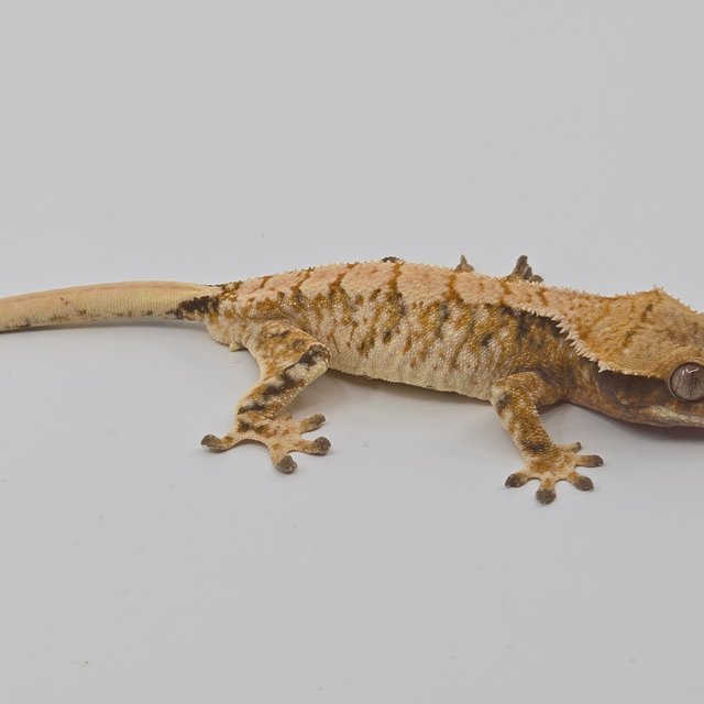 노멀 텐저린 화이트 화이트스팟 화이트포트홀