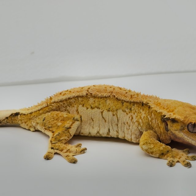 트라이 익스트림할리퀸 풀핀 쿼드 화이트포트홀 화이트