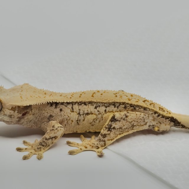 노멀 트라이 쿼드 풀핀