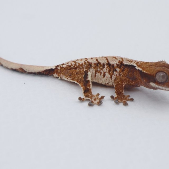 노멀 트라이 익스트림할리퀸 화이트핀 화이트포트홀 텐저린