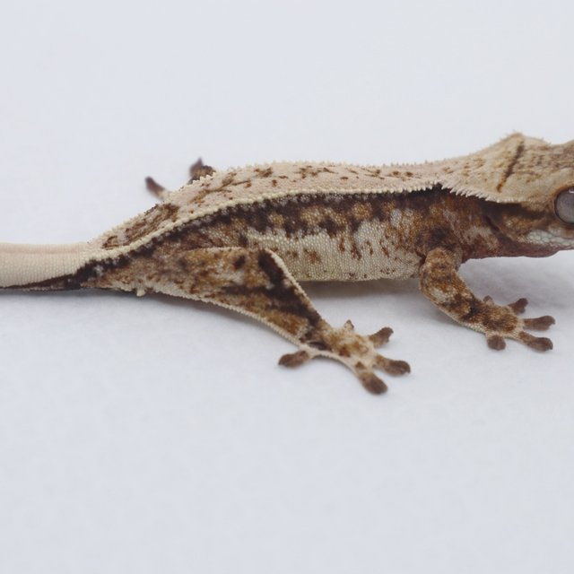 노멀 트라이 쿼드 화이트 드리피