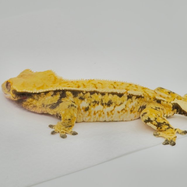 트라이 쿼드 화이트포트홀 화이트