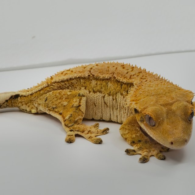 트라이 익스트림할리퀸 풀핀 쿼드 화이트포트홀 화이트