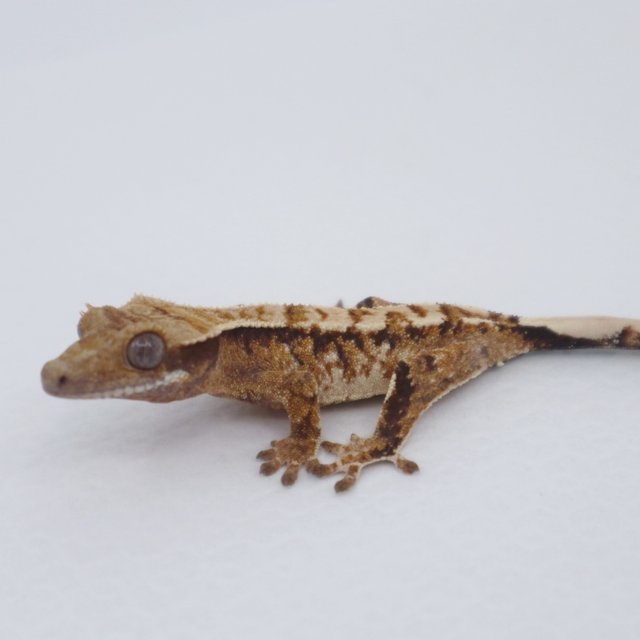 노멀 트라이 익스트림할리퀸 화이트스팟