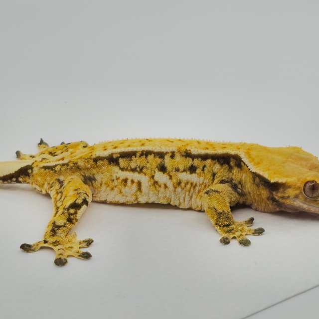 트라이 쿼드 화이트포트홀 화이트