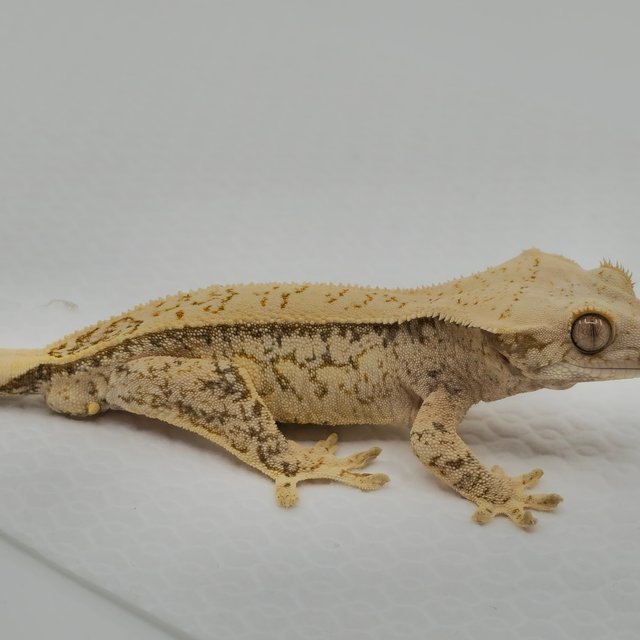 노멀 트라이 쿼드 풀핀