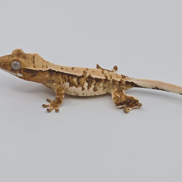 텐저린 노멀 화이트핀 화이트스팟 할리퀸