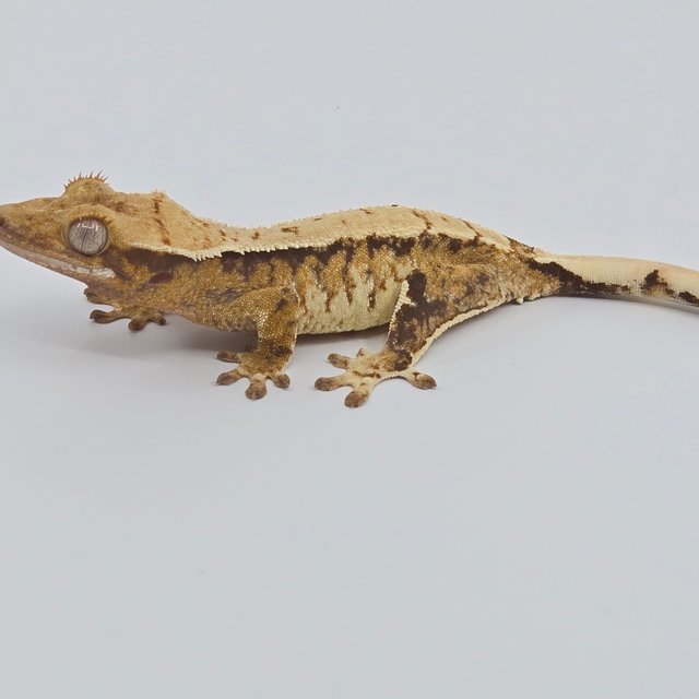 노멀 텐저린 화이트스팟 화이트포트홀 화이트핀