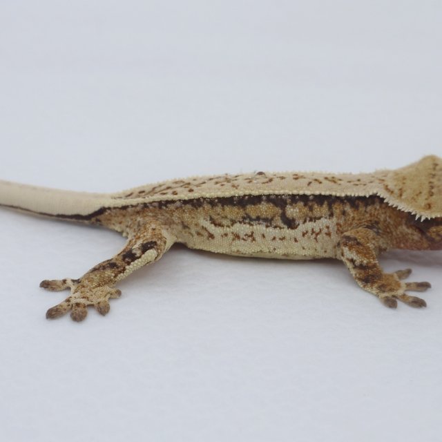 노멀 트라이 쿼드 화이트핀 드리피 화이트