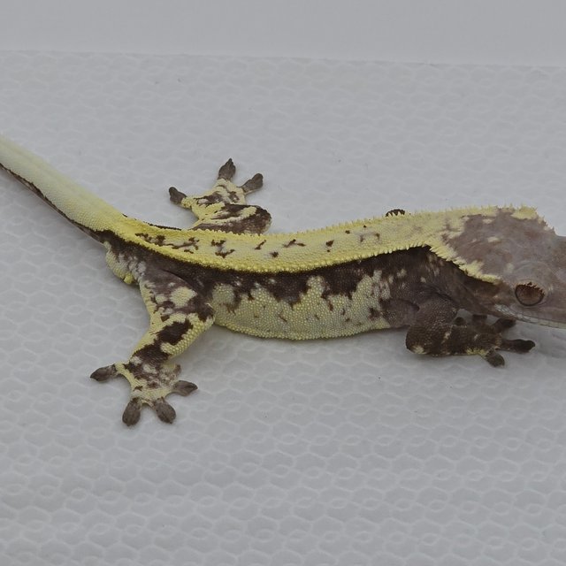 카푸치노 트라이 화이트핀 화이트