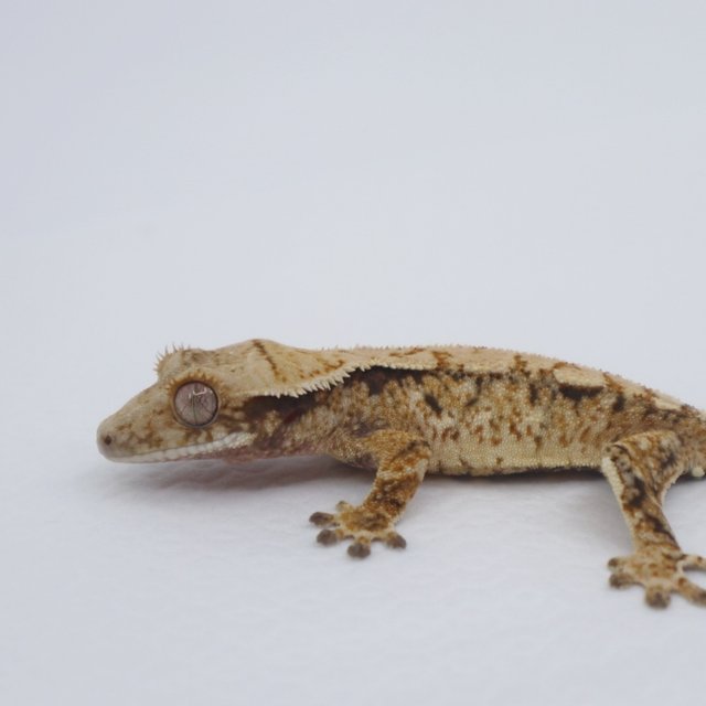 노멀 익스트림할리퀸 화이트 트라이