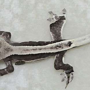 아잔틱