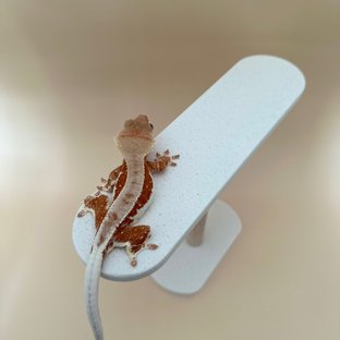 레드 릴리화이트