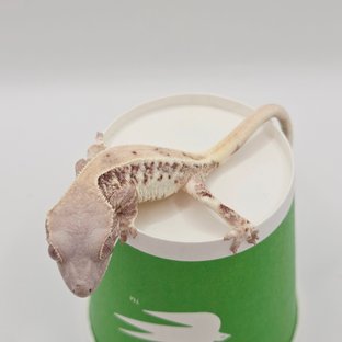 릴리 세이블