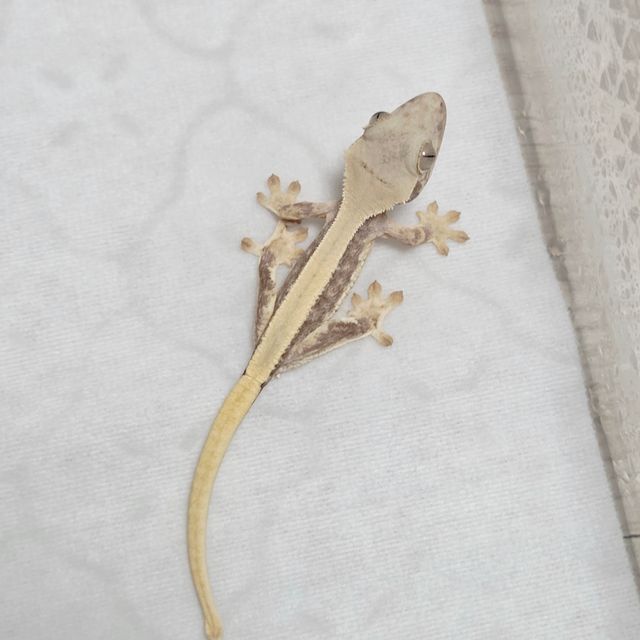 릴리화이트 솔리드백