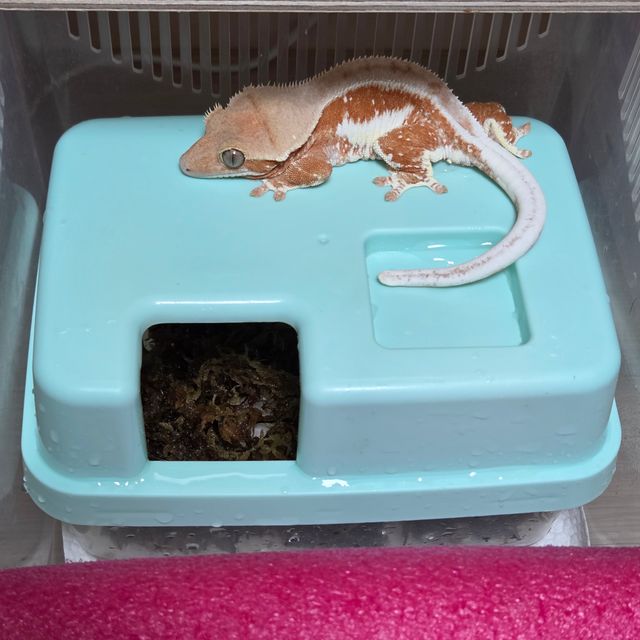 레드 릴리화이트