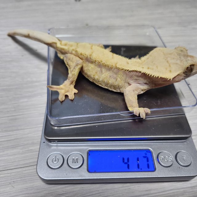 익스트림할리퀸 레드