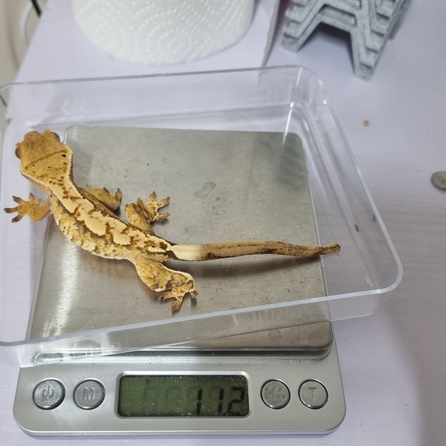 트라이 익스트림할리퀸