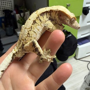 노멀 드리피 화이트