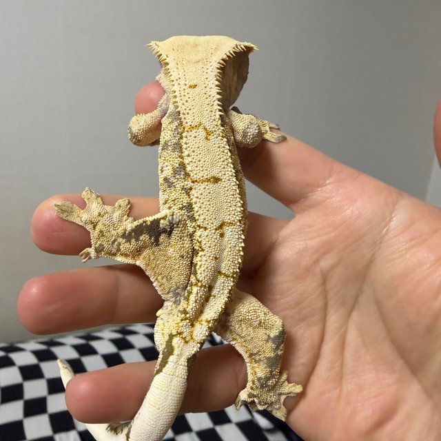 노멀 드리피 화이트스팟