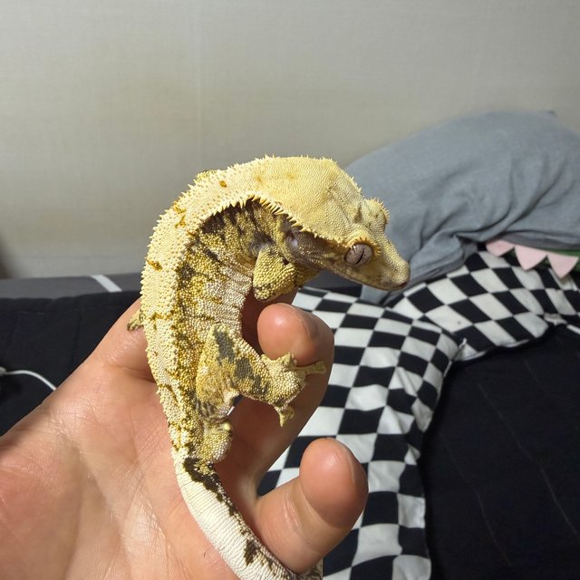 노멀 드리피 화이트스팟