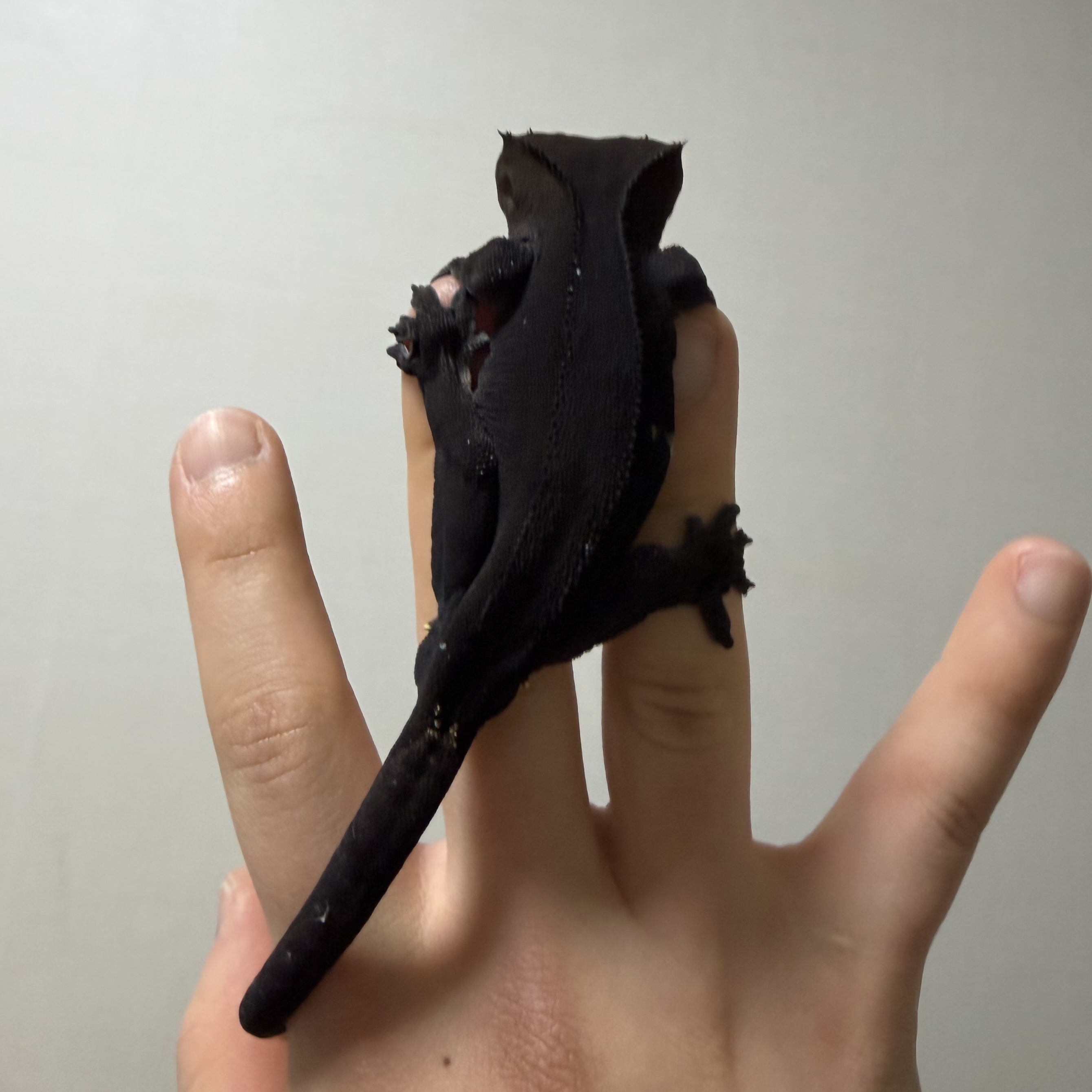 BBlackK