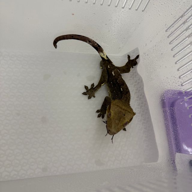 아잔틱