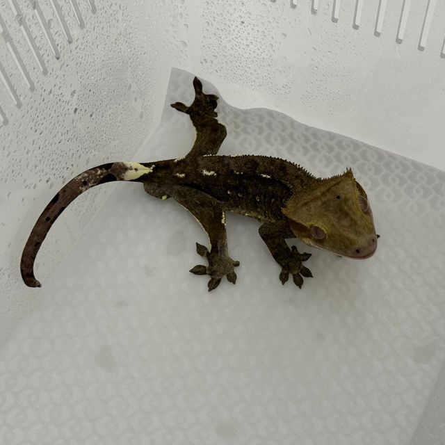 아잔틱